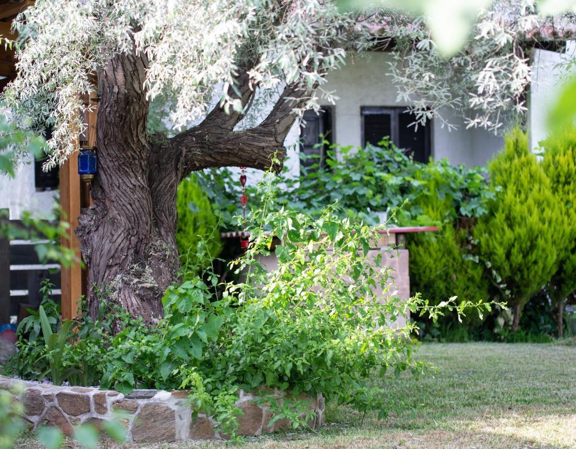 Villa Menie - Golden Fig Sykia Lodge Paralia Sikias Εξωτερικό φωτογραφία